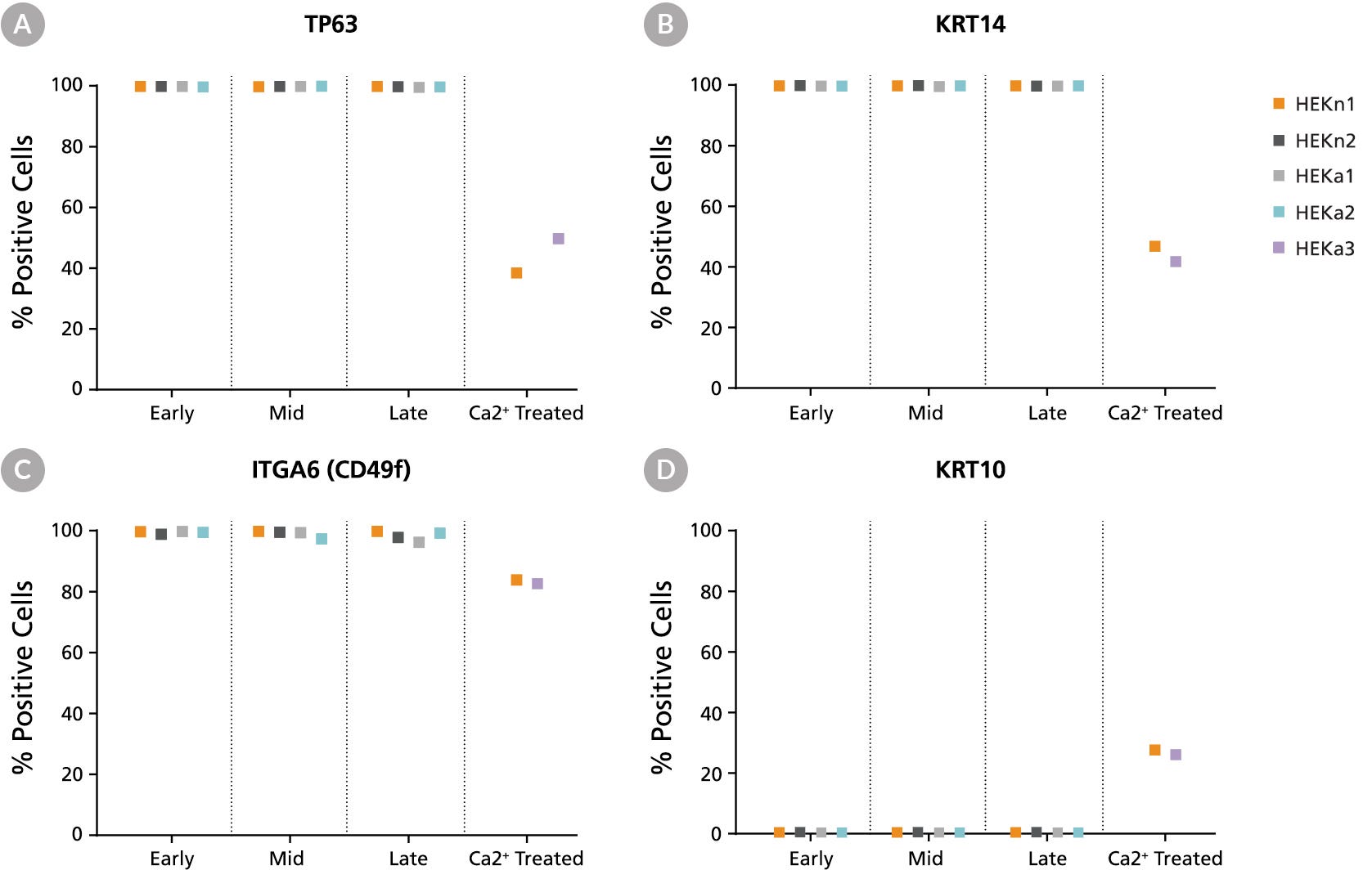 Flow cytometry analysis of neonatal and adult HEK lines maintained in DermaCult™ Keratinocyte Expansion Medium showing that a large percentage of the cells were positive for the basal markers TP63, KRT14, and ITGA6 (CD49f) and negative for the differentiation marker KRT10.