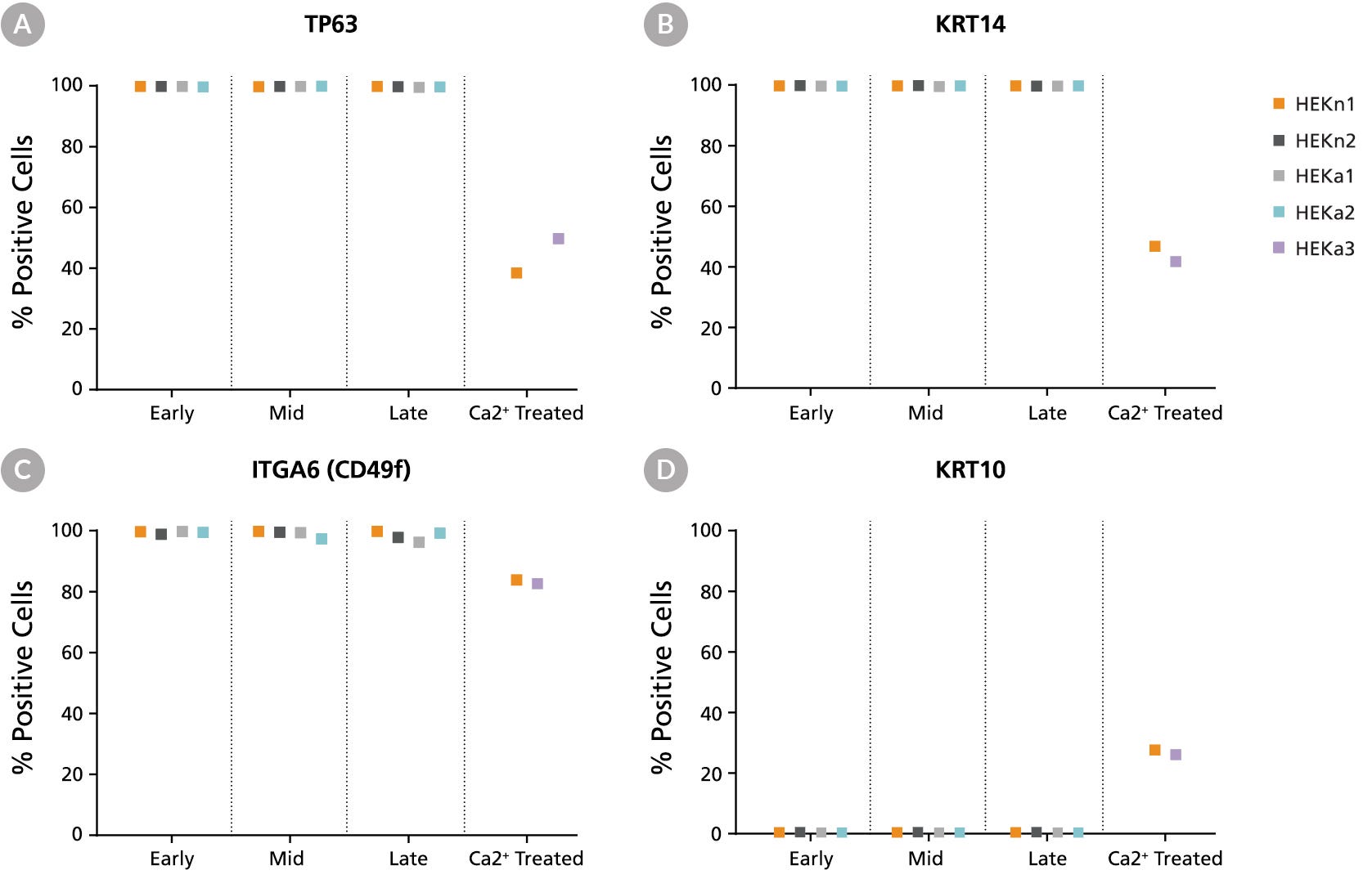 Flow cytometry analysis of neonatal and adult HEK lines maintained in DermaCult™ Keratinocyte Expansion Medium showing that a large percentage of the cells were positive for the basal markers TP63, KRT14, and ITGA6 (CD49f) and negative for the differentiation marker KRT10. 