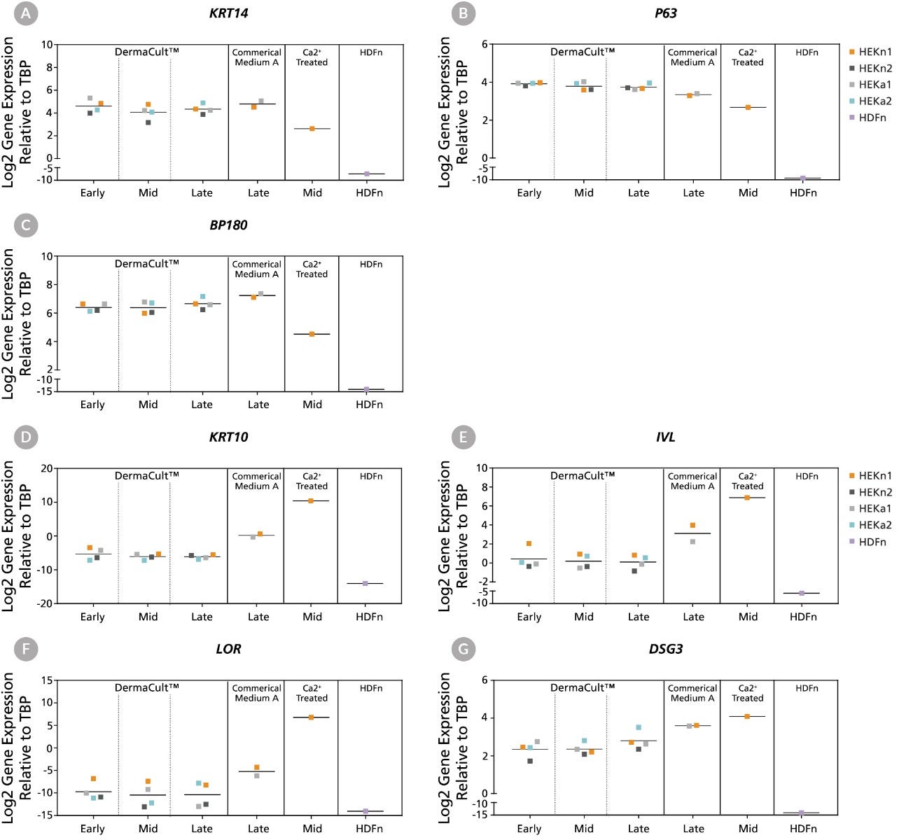 Gene expression profiles of neonatal and adult HEKs maintained in DermaCult™ Keratinocyte Expansion Medium showing presence of basal keratinocyte markers krt14, p63, and bp180 and low levels of expression of the differentiation markers krt10, ivl, lor, and dsg3.