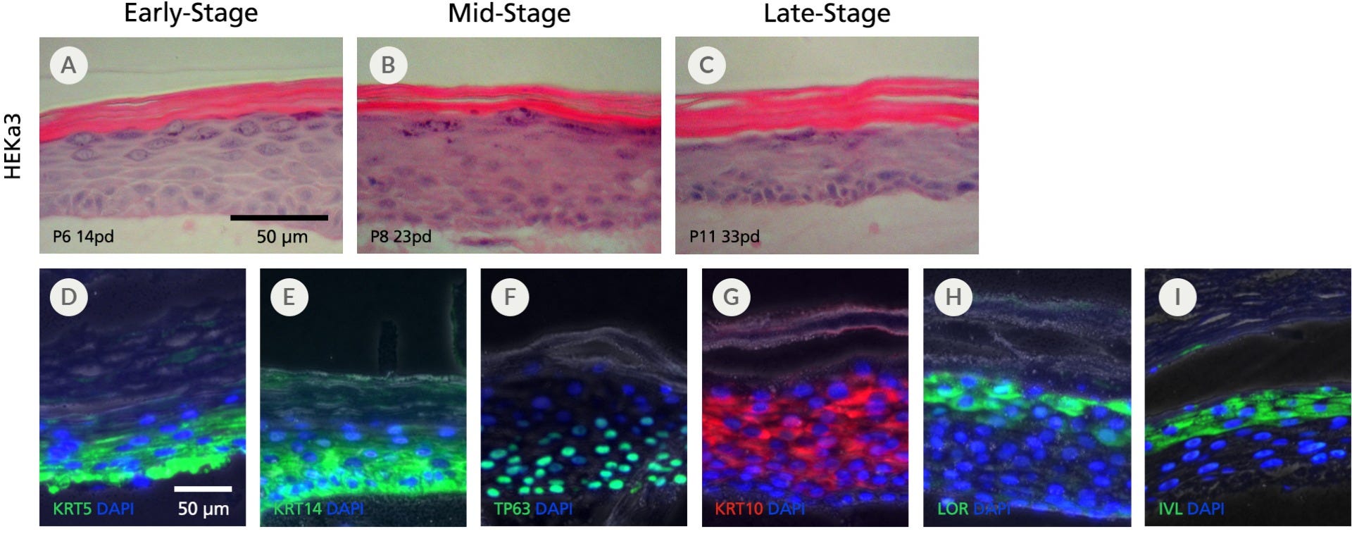 Air-liquid inteface cultures of adult keratinocytes