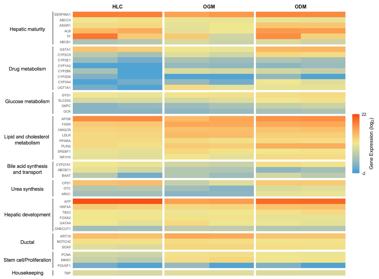 RNA Sequencing Analysis Confirms a More Mature Functional State of HLC-Derived Organoids upon Differentiation in HepatiCult™ Organoid Kit