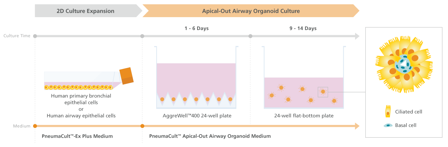 Schematic showing the workflow for generation of apical-out airway organoids using PneumaCult™.