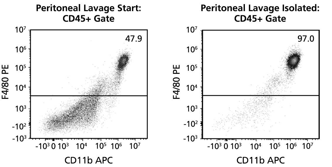 Typical Profile for F4/80+ Cells Isolated from Peritoneal Lavage Using the EasySep™ Mouse F4/80 Positive Selection Kit