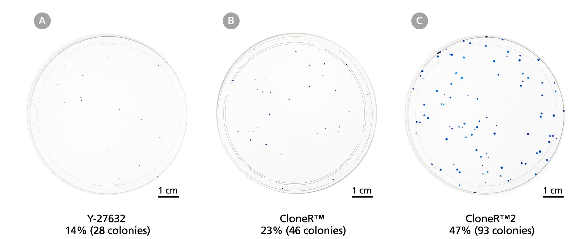 Three 10 cm dishes showing increased numbers of colonies from Y-27632 compound to CloneR™ to CloneR™2