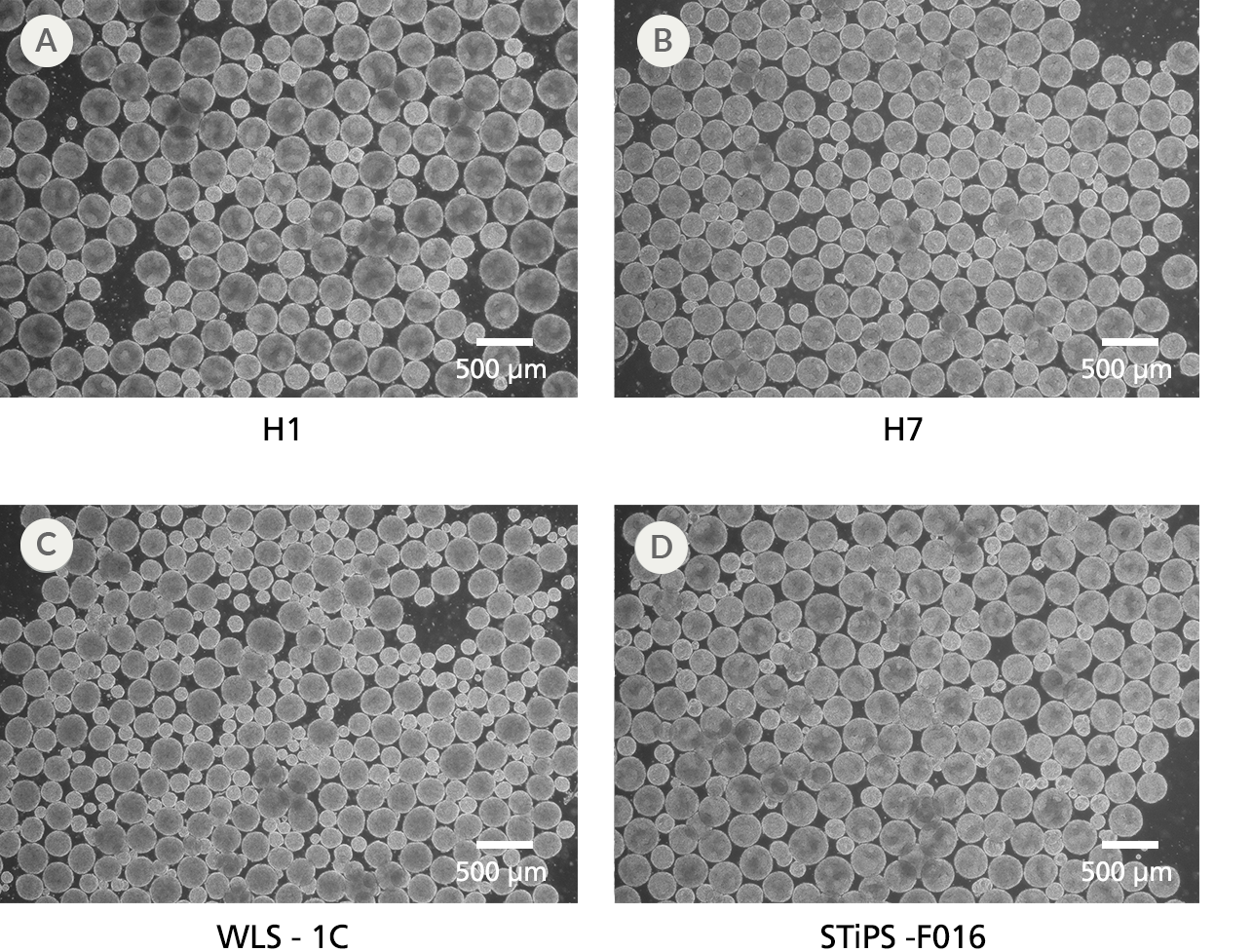 Morphology of hPSC Aggregates in TeSR™-AOF 3D