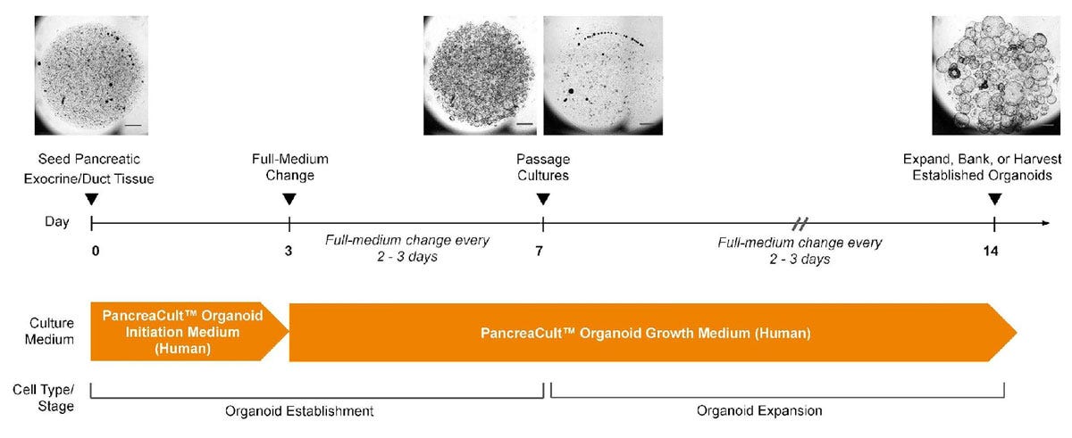 Workflow for Generating Pancreatic Ductal Organoids Using PancreaCult™ (Human)