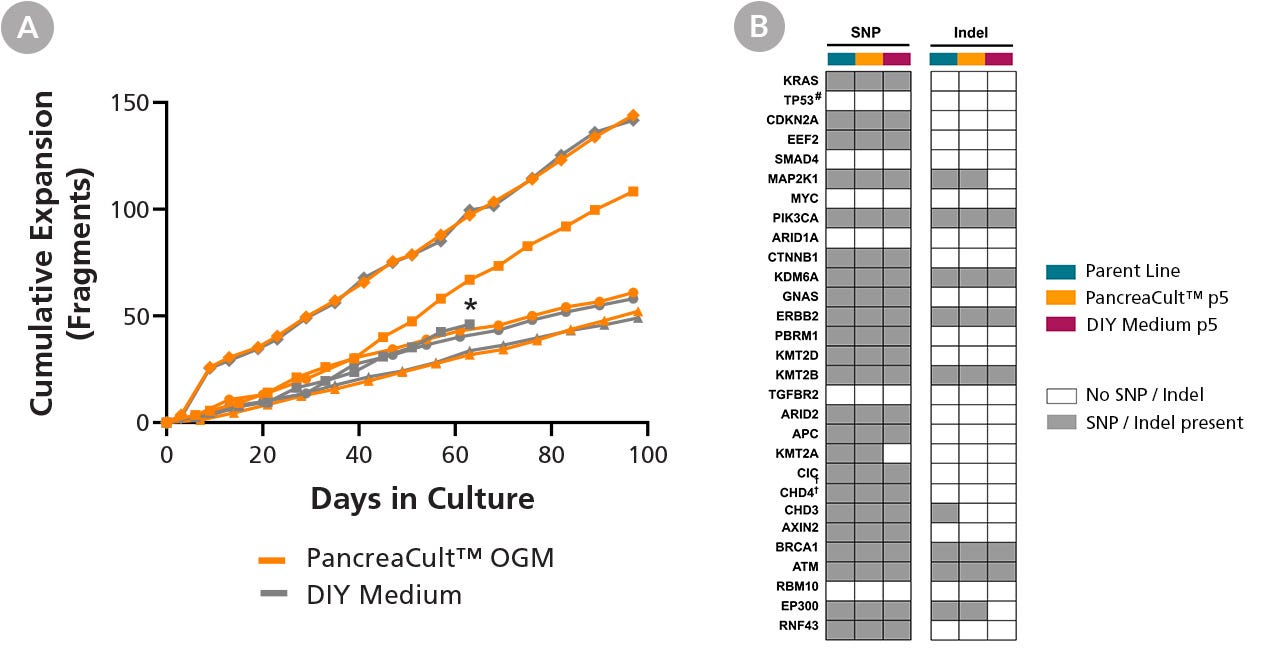 PancreaCult™ (Human) Efficiently Maintains the Long-Term Growth and Genetic Profile of PDAC (Pancreatic Ductal Adenocarcinoma) Organoids