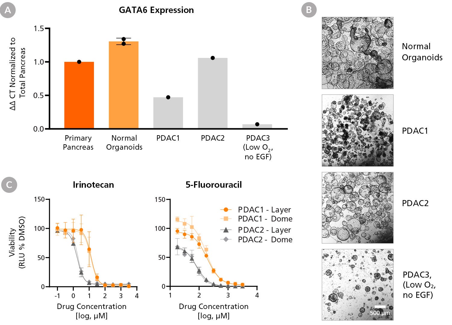 PDAC Organoid Line-Specific Differences in GATA6 Expression, Morphology, and Chemotherapy Drug Response