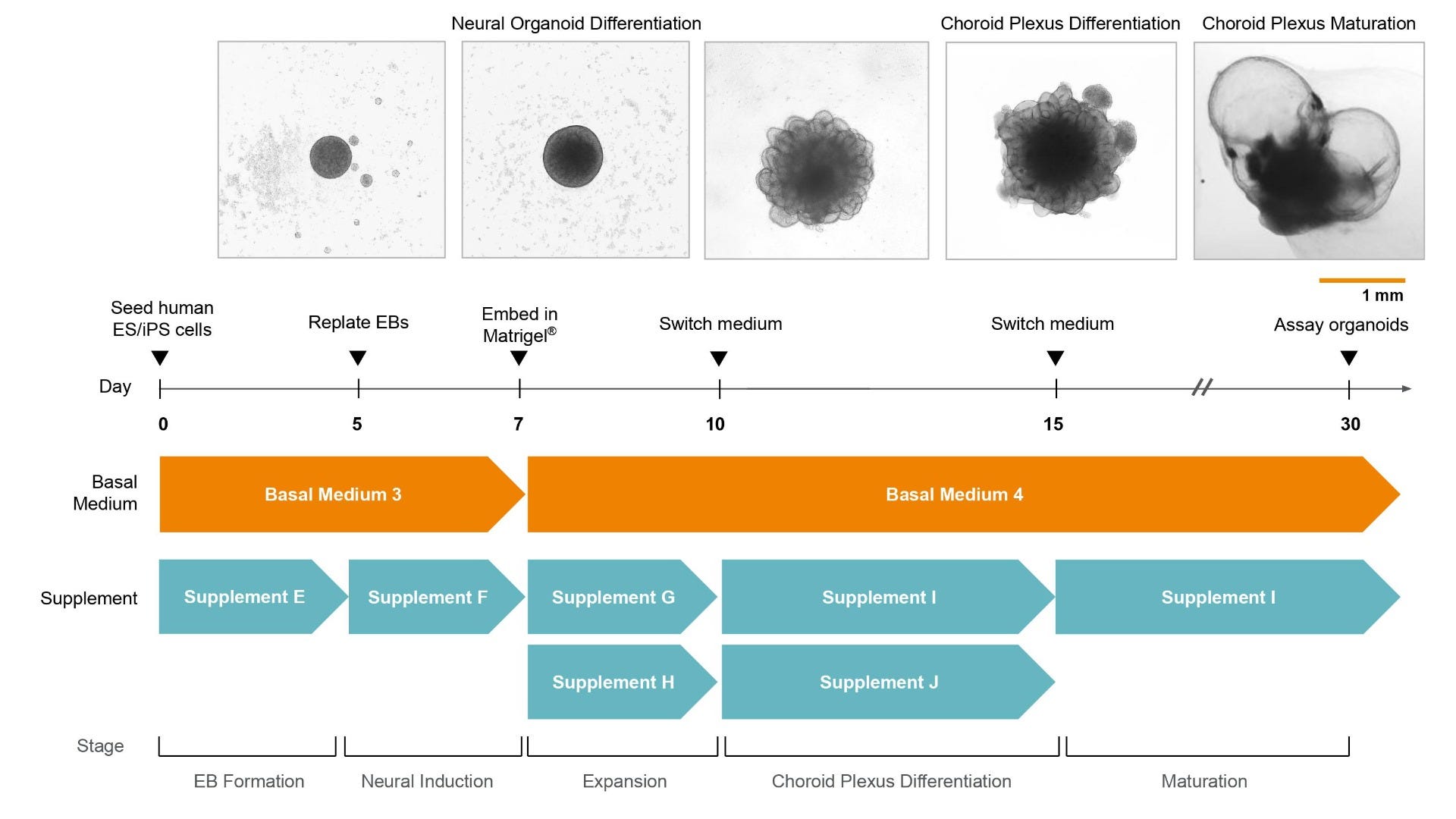 Cell culture protocol diagram to generate hPSC-derived choroid plexus organoids