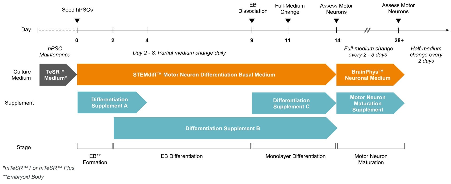 Experimental Protocol for STEMdiff™ Motor Neuron Differentiation and Maturation Kits
