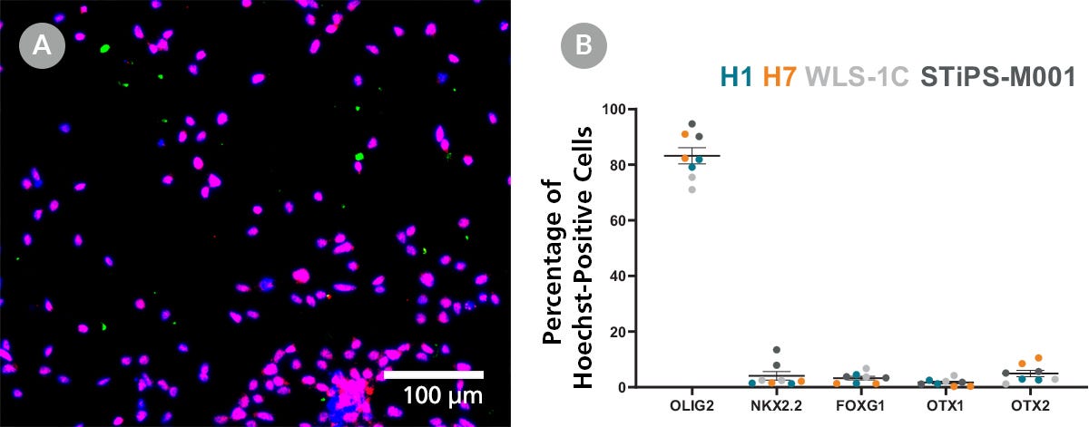 Motor Neuron Progenitors With >60% OLIG2+ Expression Created Using the STEMdiff™ Motor Neuron Differentiation Kit