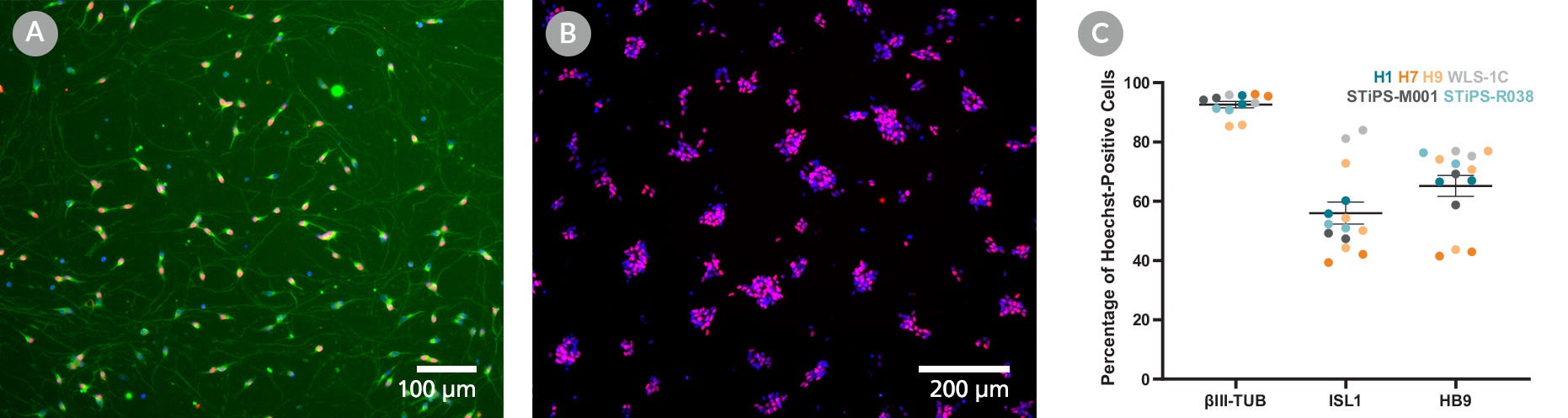 Post-Mitotic Motor Neurons Exhibit βIII-TUB, HB9 & ISL1 Expression Generated Using STEMdiff™ Motor Neuron Differentiation Kit