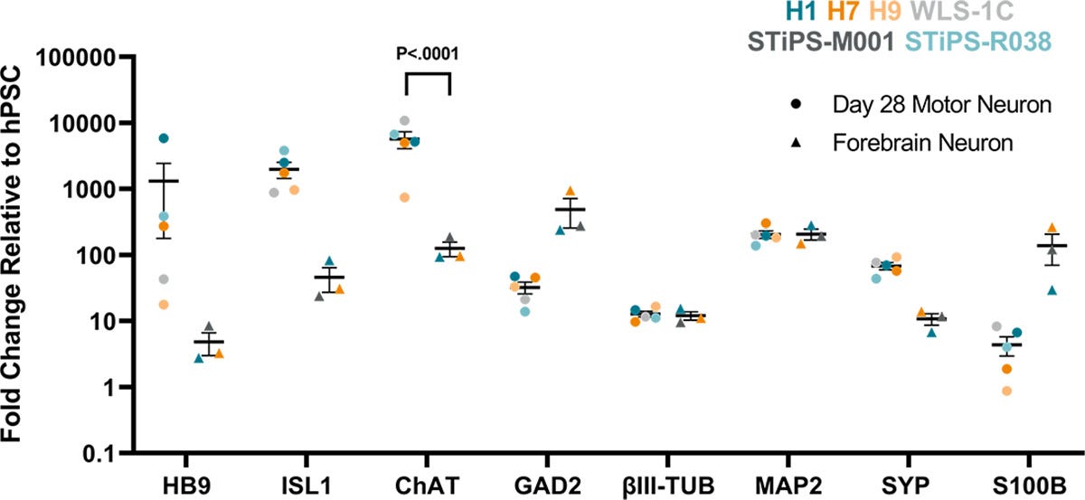 qPCR Data Shows hPSC-Derived Motor Neurons Matured in STEMdiff™ Motor Neuron Maturation Medium Produce Cholinergic Neurons