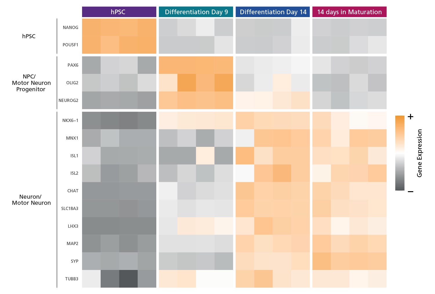 Bulk RNA-seq heatmap showing that STEMdiff™ Motor Neurons express expected markers at various time points.