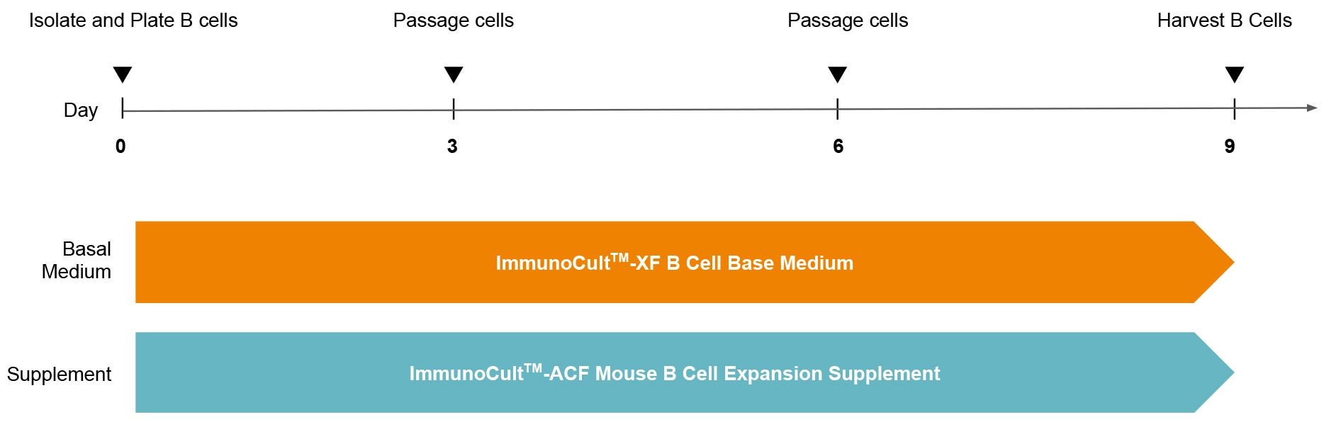 Protocol Diagram for Culturing Mouse B Cells with ImmunoCult™ Mouse B Cell Expansion Kit