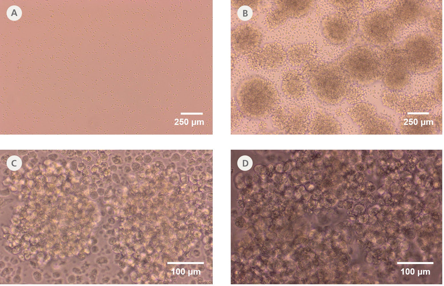 Growth of Mouse B Cells When Cultured with ImmunoCult™ Mouse B Cell Expansion Kit Over the Span of 9 Days