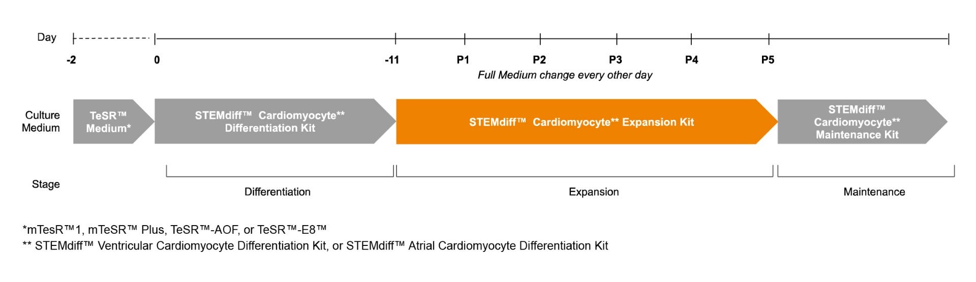 hPSC-derived cardiomyocyte expansion using STEMdiff™ kits. Beating monolayer seen after 11 days.