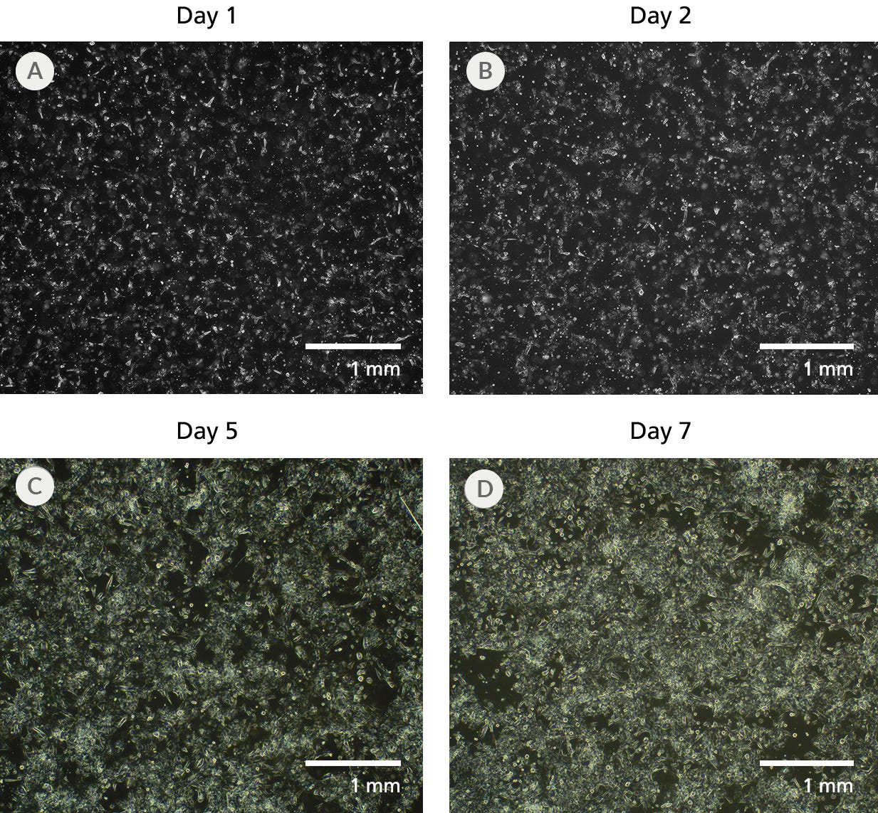 Representative images: Expansion of ventricular cardiomyocytes using STEMdiff™ Passaging Medium.