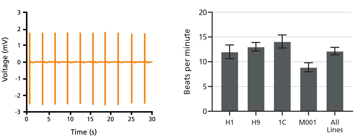 MEA recordings of post-expanded hPSC-derived cardiomyocytes using STEMdiff™ kits. Stable beat rate observed.