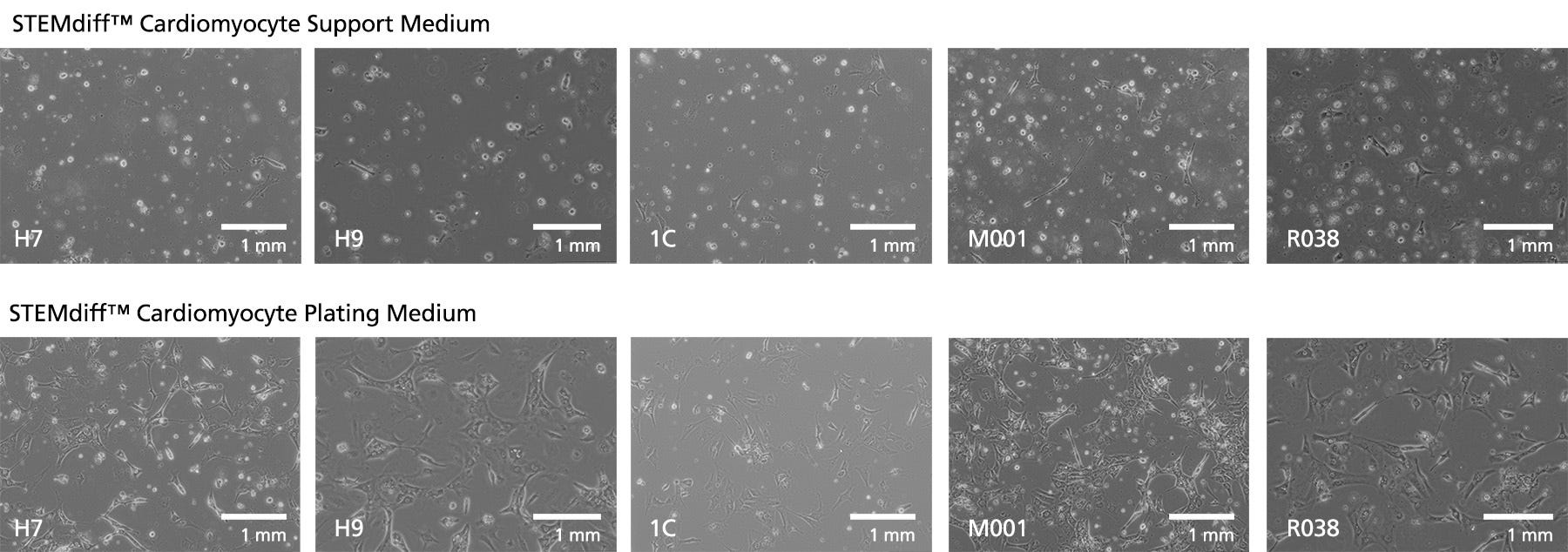 Microscope images showing enhanced attachment of replated hPSC-derived cardiomyocytes using plating medium.