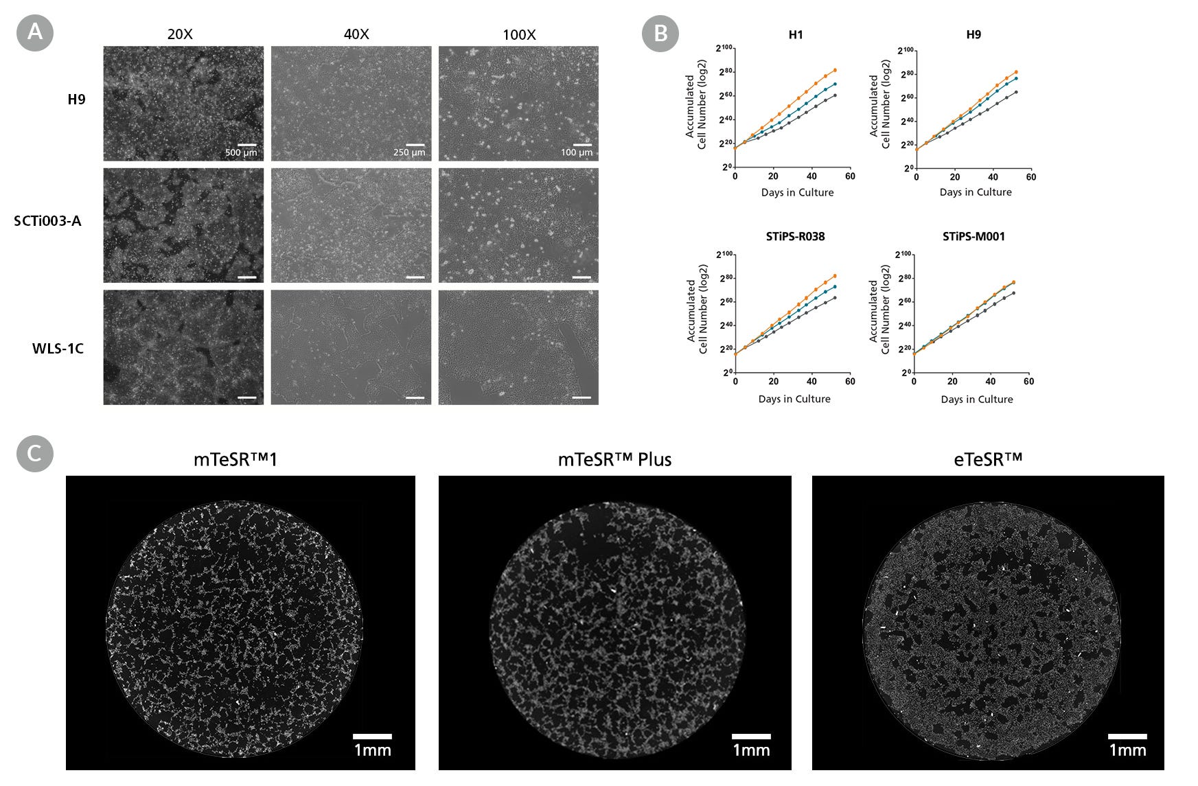 hPSCs Cultured As Single Cells in eTeSR™ Exhibit Improved Cell Expansion and Attachment