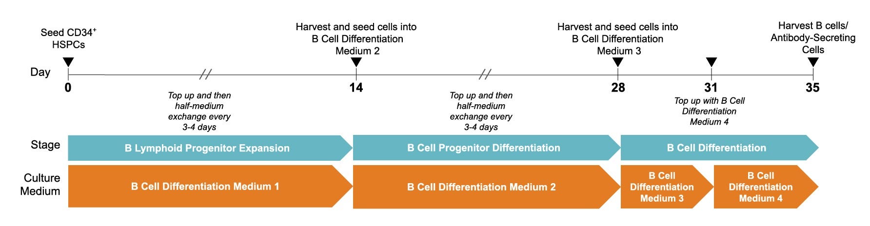 StemSpan™ B Cell Generation Protocol