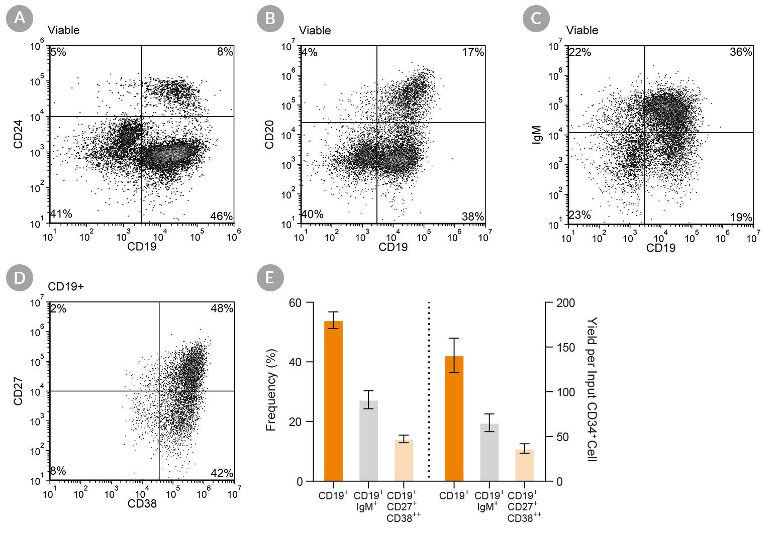 Flow cytometry and bar graphs showing the frequency and yield of CD19+IgM+ and antibody-secreting B cells after 35 days of culture