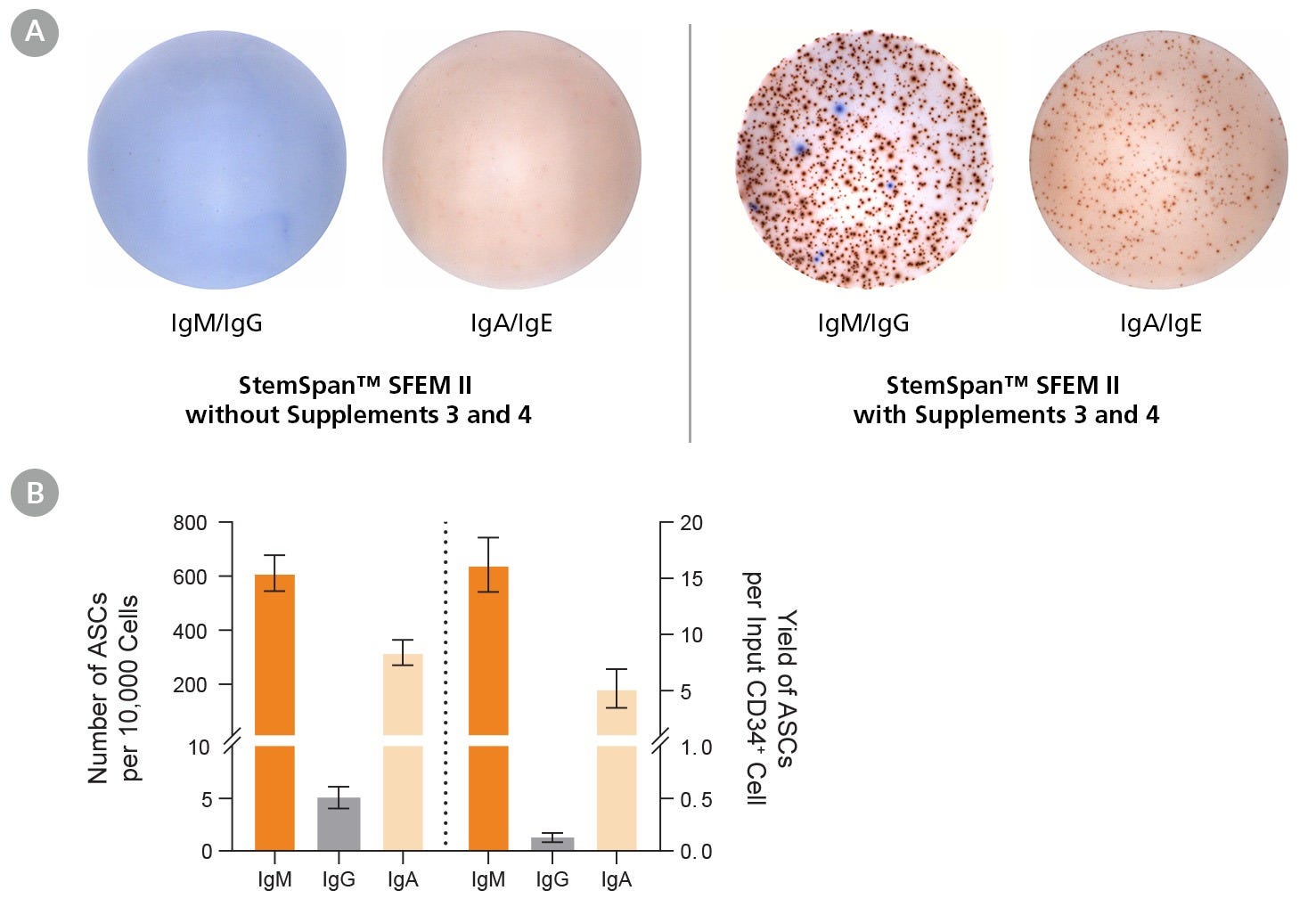 ELISpot assays and bar graphs displaying antibody-secreting B cells generated after 35 days of culture