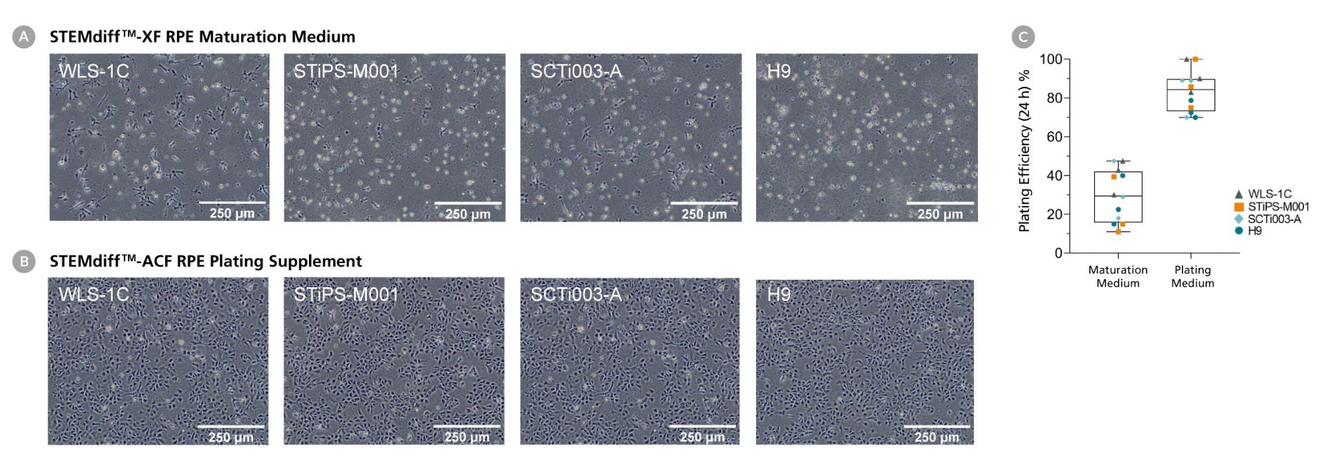 Microscopy showing RPE colonies with and without plating supplement