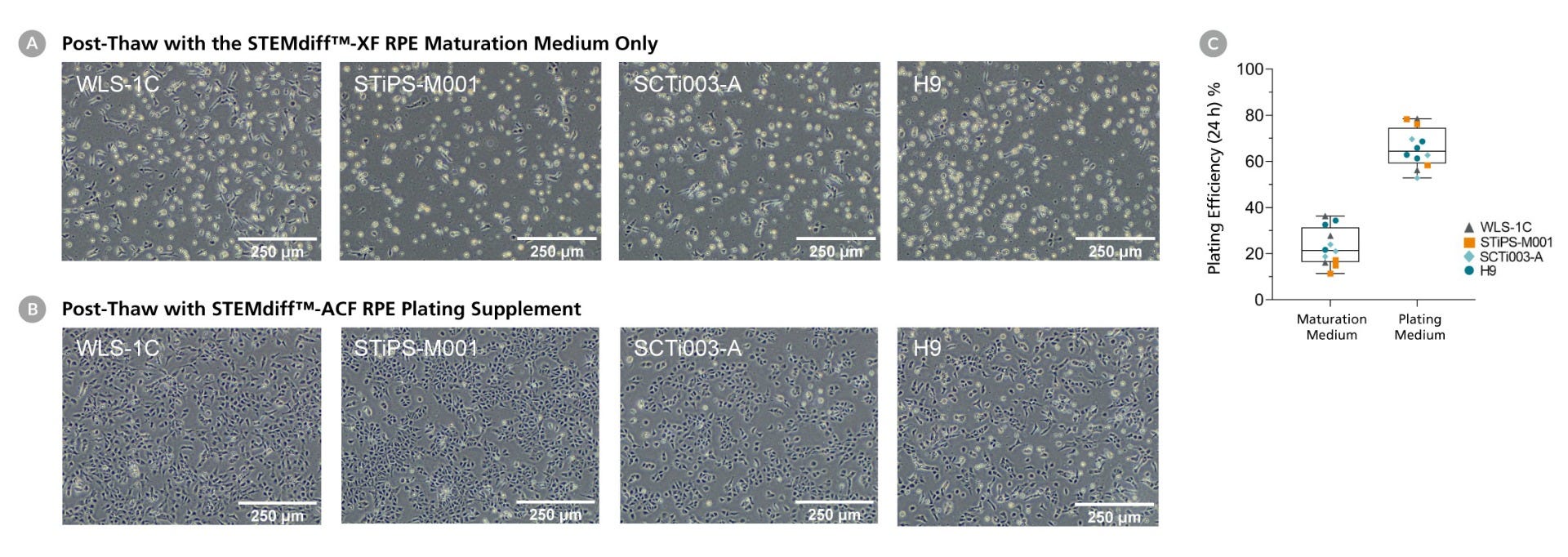 Microscopy of RPE before and after plating