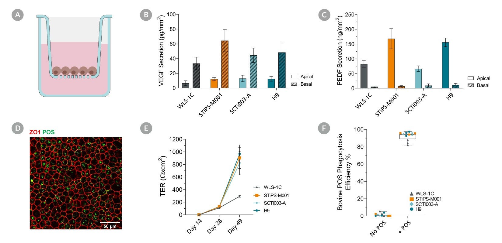 Mature Retinal Pigment Epithelial (RPE) Cells Display Key Functionalities Corresponding to RPE Behaviour
