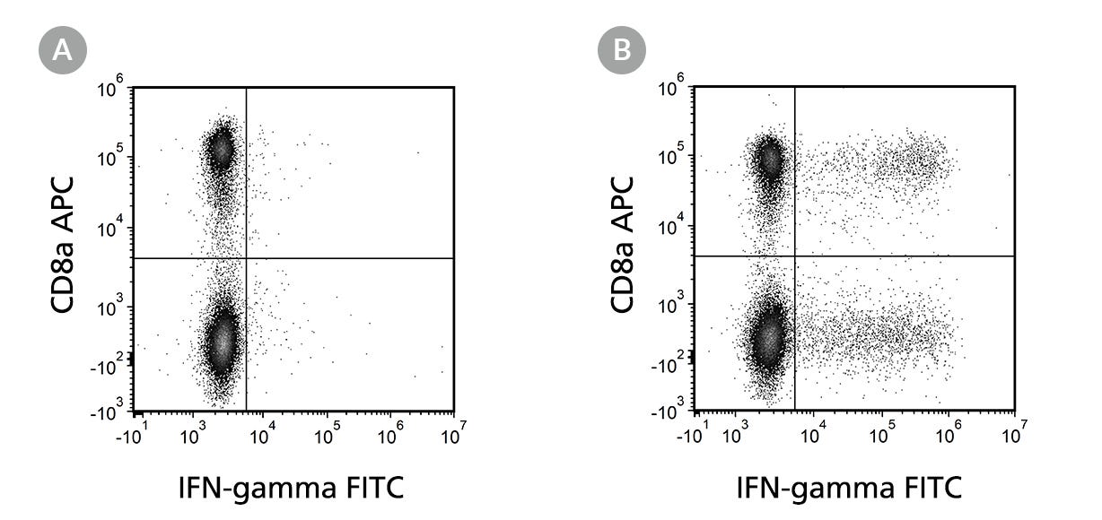 Flow Cytometry Analysis Of Unstimulated And Stimulated Human PBMCs Labeled With Anti-Human IFN-gamma Antibody, Clone 1-D1K, FITC