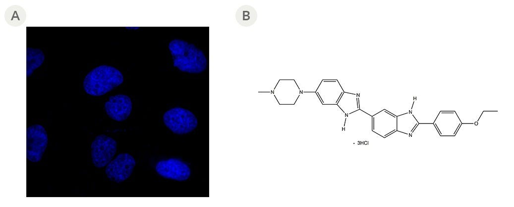 Fluorescent Microscope Image of Cell Cultures