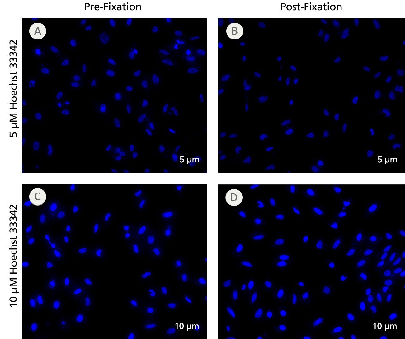 Fluorescent Microscope Image of Cell Cultures Pre-Fixation and Post-Fixation