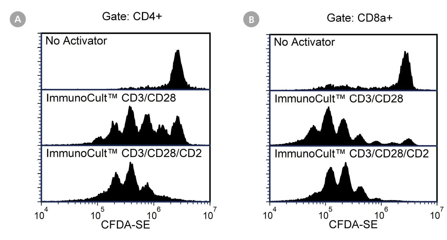 Figure 3. High Cell Proliferation is Observed in EasySep™-Isolated T cells After Stimulation with  ImmunoCult™ Mouse T Cell Activator 