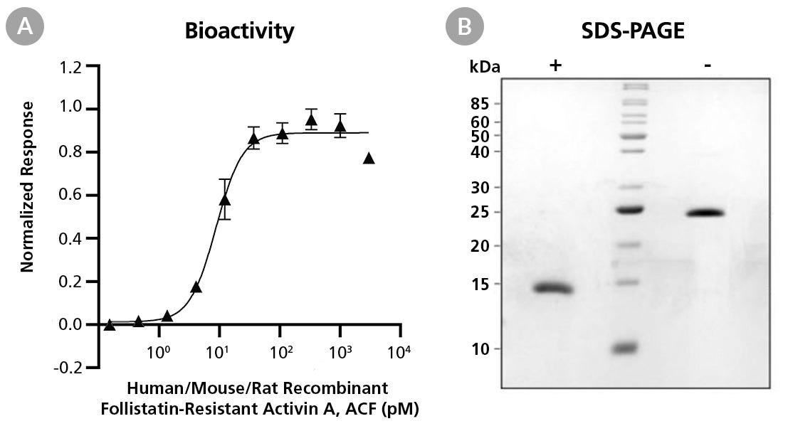 Biological Activity and Molecular Mass of Human/Mouse/Rat Recombinant Follistatin-Resistant Activin A, ACF