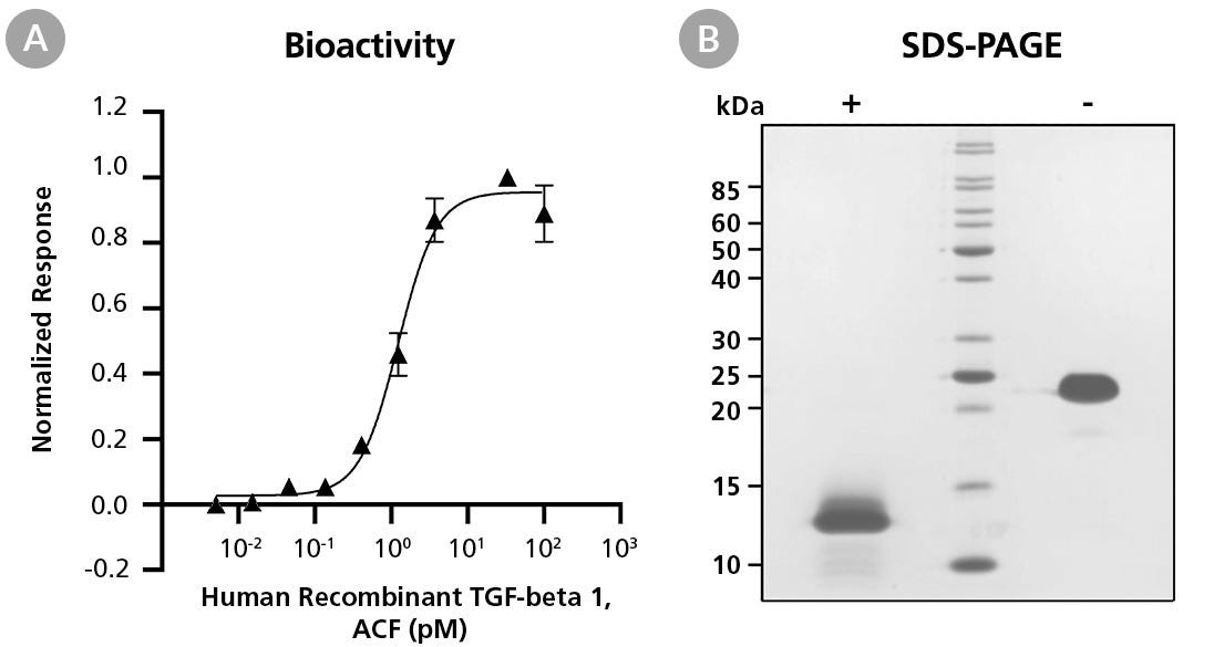 Biological Activity and Molecular Mass of Human Recombinant TGF-beta 1, ACF