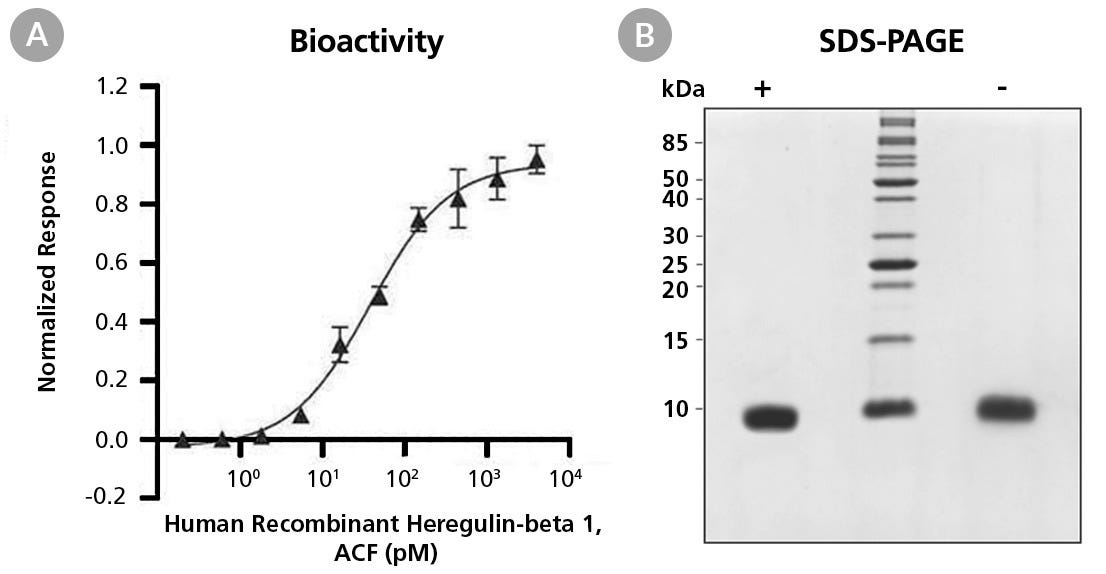 Biological Activity and Molecular Mass of Human Recombinant Heregulin-beta 1, ACF