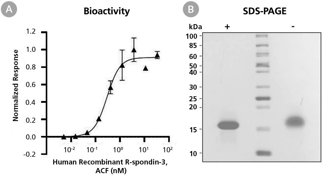 Biological Activity and Molecular Mass of Human Recombinant R-spondin-3, ACF