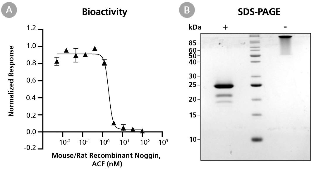Biological Activity and Molecular Mass of Mouse/Rat Recombinant Noggin, ACF