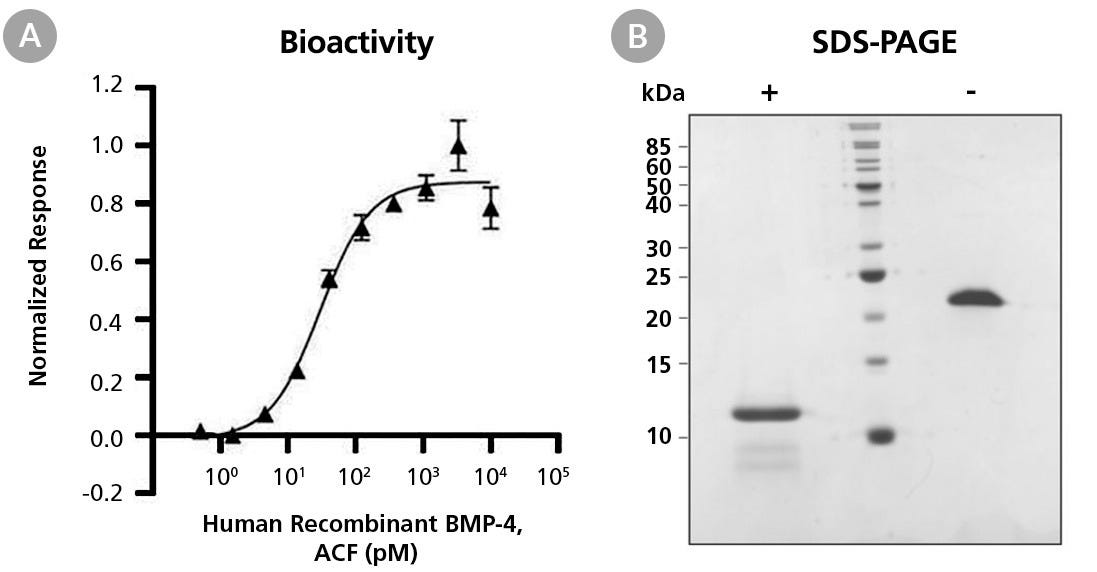 Biological Activity and Molecular Mass of Human Recombinant BMP-4, ACF
