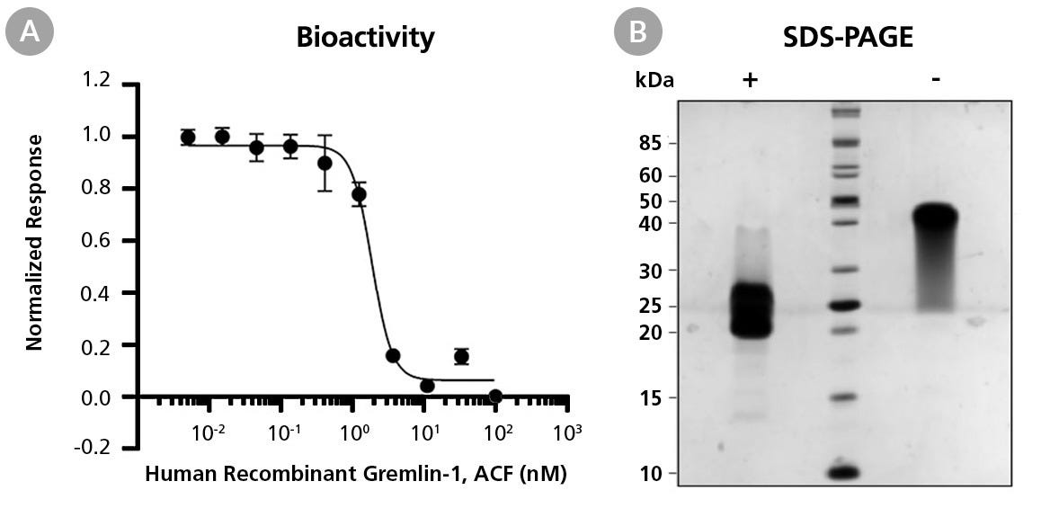 Biological Activity and Molecular Mass of Human Recombinant Gremlin-1, ACF
