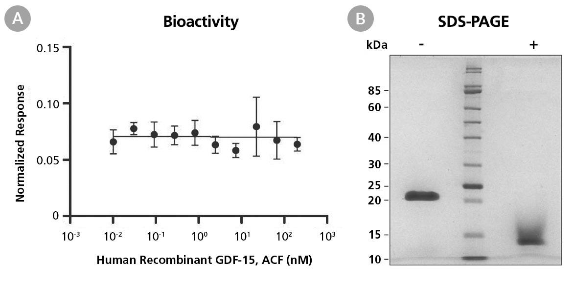 Biological Activity and Molecular Mass of Human Recombinant GDF-15, ACF