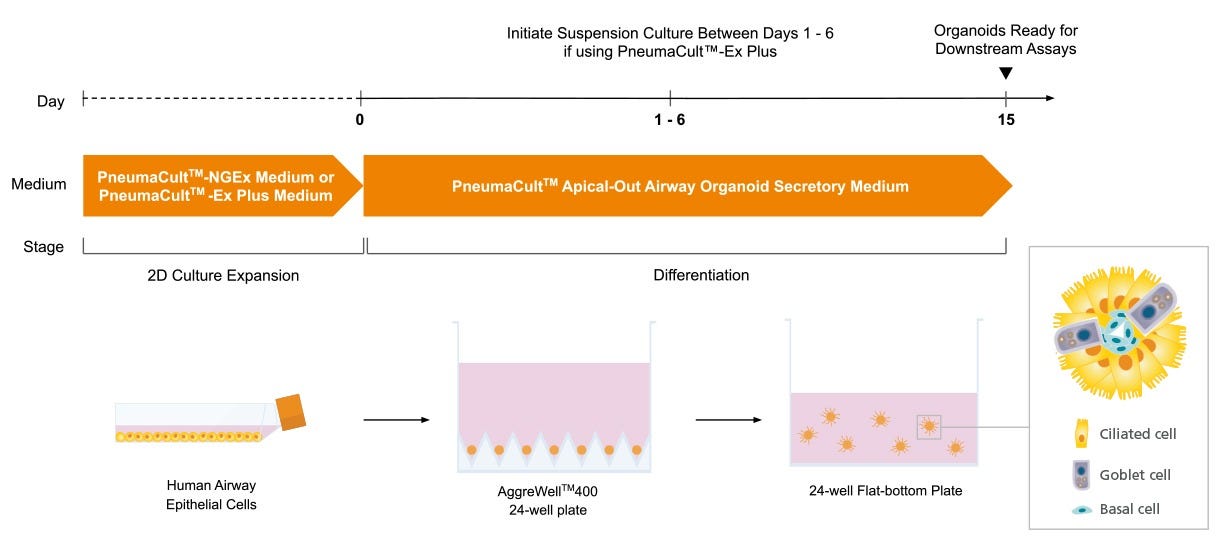 Overview of the PneumaCult™ Apical-Out Airway Organoid Secretory Medium Workflow