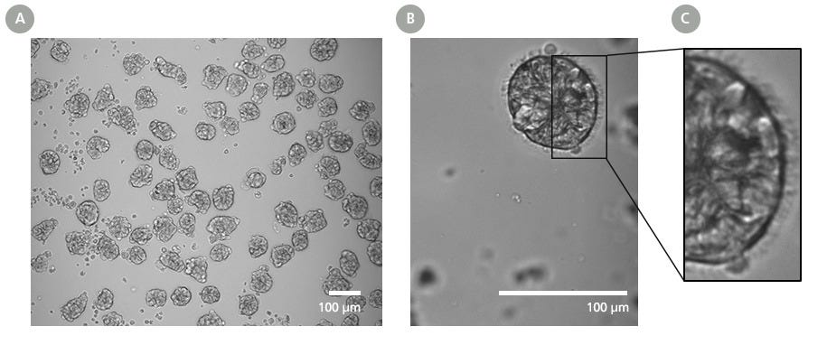 PneumaCult™ Apical-Out Airway Organoid Secretory Medium Enables Generation of Mature Organoids with Distinct Outward-Facing Ciliated Morphology