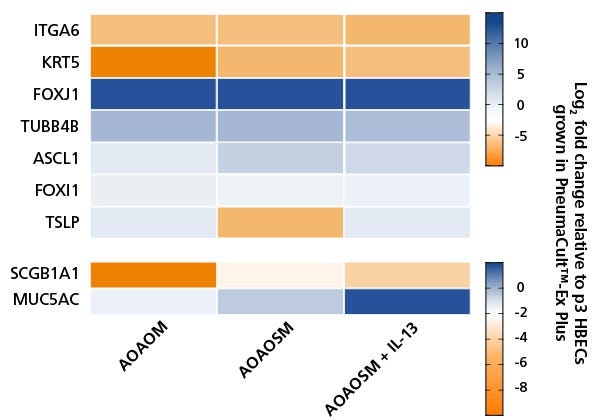 PneumaCult™ Apical-Out Airway Organoid Secretory Medium Increases Expression of Secretory Cell Markers and Is Further Enhanced by Addition of IL-13