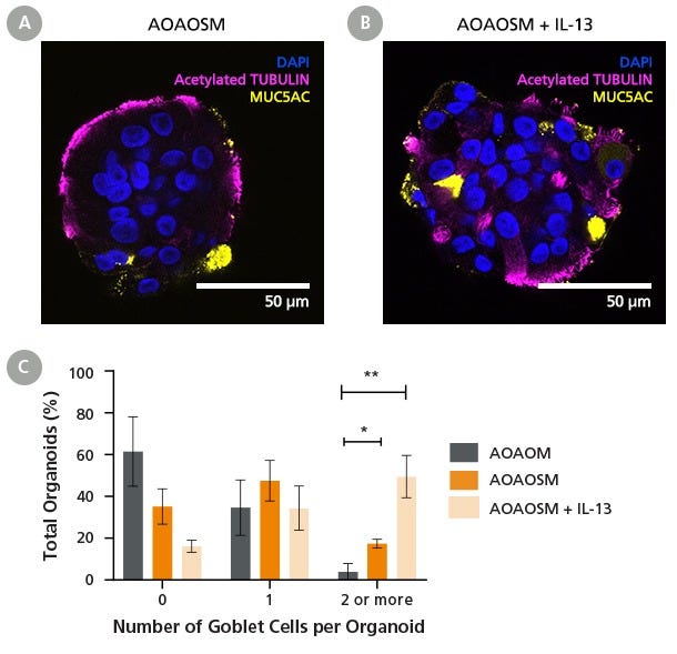PneumaCult™ Apical-Out Airway Organoid Secretory Medium Supports Goblet Cell Differentiation