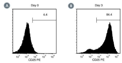 Activation of EasySep™ Isolated Human T Cells Stimulated With ImmunoCult™ Human CD3/CD28/CD2 T Cell Activator