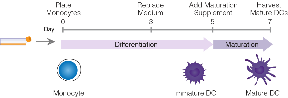 Start: 54% CD4+CXCR3-CCR6+ T Cells