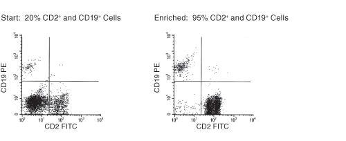 FACS Profile Results Using RosetteSep™ Human Total Lymphocyte Enrichment Cocktail